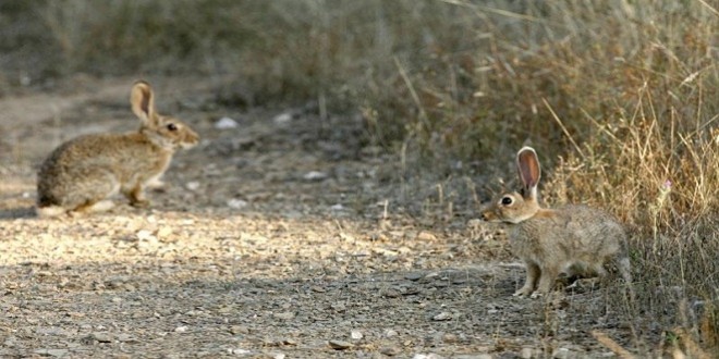 Los conejos son una de las especies que están ocasionando daños en algunas explotaciones agrícolas de la provincia.