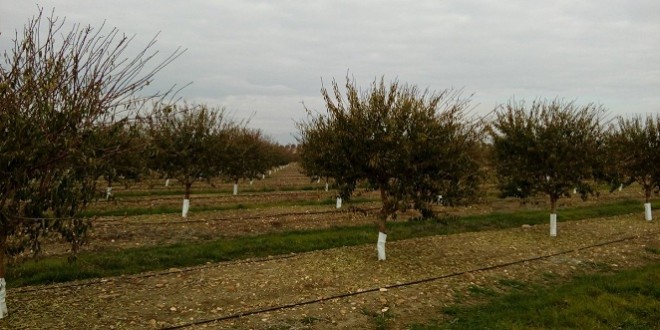 Explotación de almendros en Andalucía: Foto: Consejería de Agricultura.