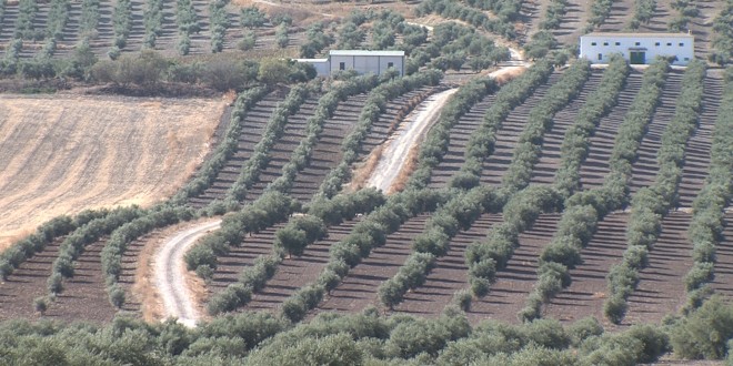 Explotaciones agrícolas de olivar y cereal en el término municipal de Baena. Foto: TV Baena.