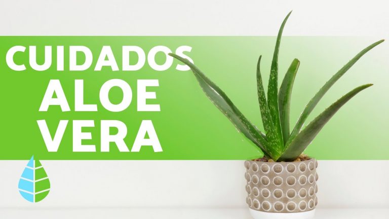 Como Cuidar Planta Aloe Vera En Casa Diario Baena 8644